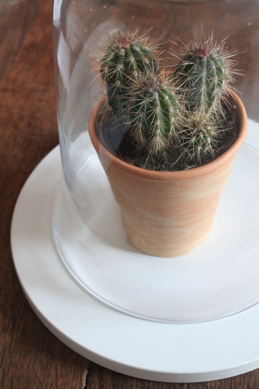 DIY CLOCHE EN VERRE