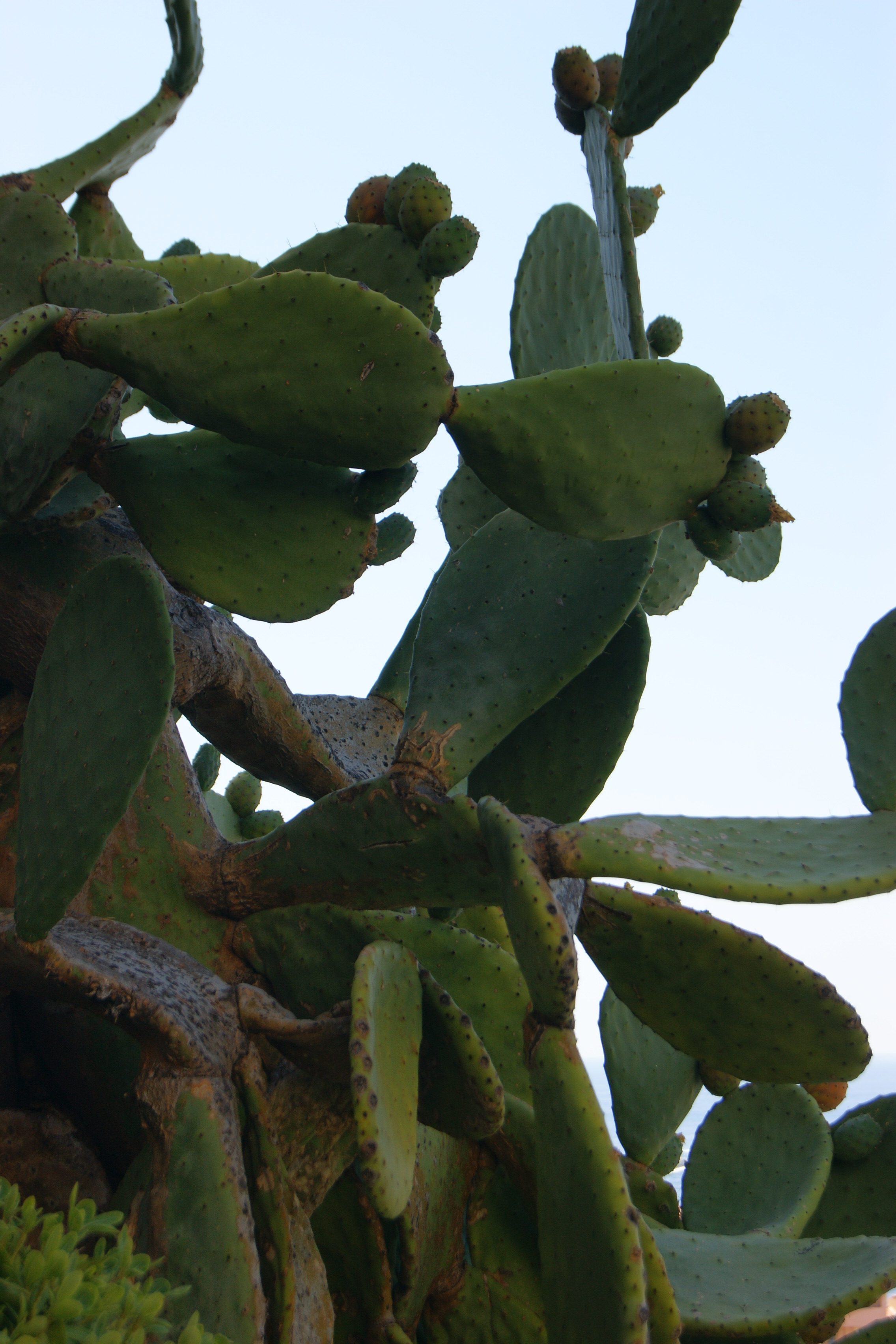 TENDANCE PIQUANTE: LE CACTUS